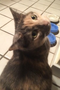 Frodo, beloved Hobbit-cat