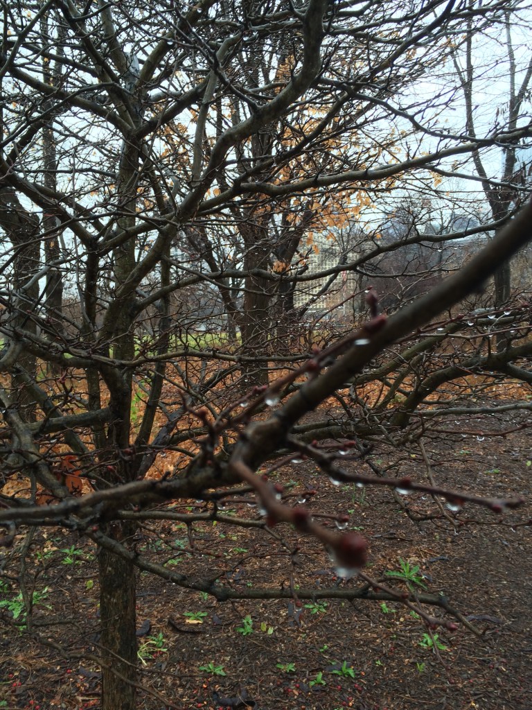 Showing off their glistening baubles